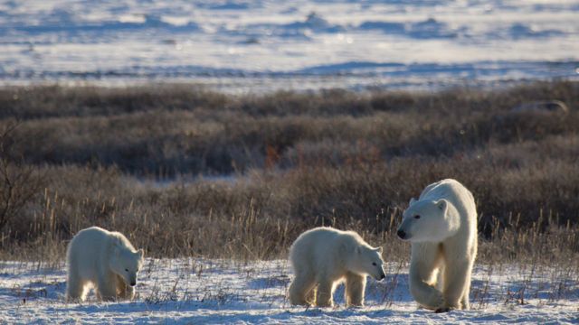 Dişi kutup ayılarının yavrularını besleyebilmeleri için vücutlarındaki yağ oranını yüksek tutmaları gerekiyor.