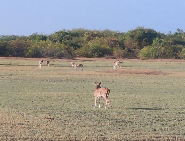 பொன்னியின் செல்வன் கலங்கரை விளக்கம்