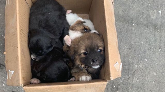 Hewan ditelantarkan di dalam kotak kardus di Wuhan.