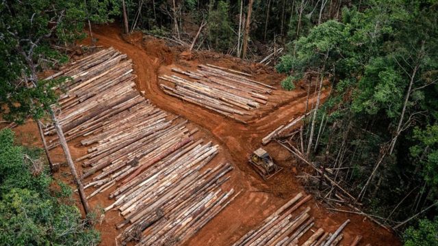 Papua, pembakaran hutan, Korindo, Korea Selatan, perkebunan sawit