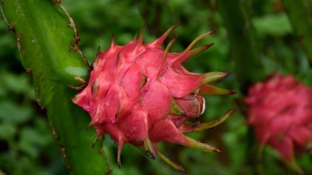 প্রাকৃতিকভাবে উৎপাদিত ড্রাগন ফলের পুরোটাই লাল হবে