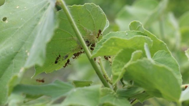 மஞ்சள் எறும்புகள்