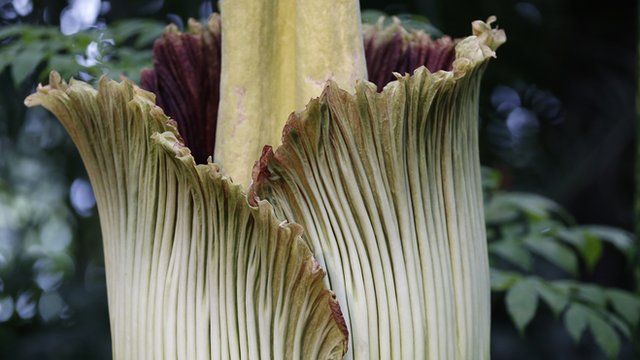 Stinkin' good news: Corpse flower blooming at San Diego Botanic