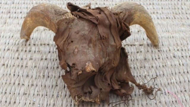 El misterio de los 2.000 cráneos de carnero momificados hallados en el  templo de Ramsés II - BBC News Mundo