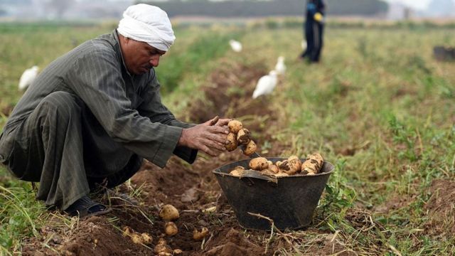 مزارع يجمع محصول البطاطس