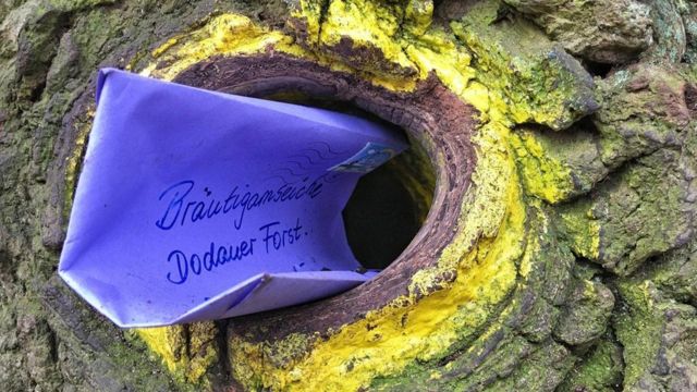 شجرة بلوط عمرها 500 عام لها عنوان بريدي رسمي في ألمانيا