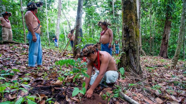 Indígenas plantando un árbol