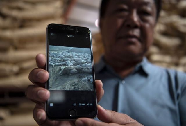 Sun Dawu mostrando una foto de su ganado muerto en su celular, más de un año después de que la peste porcina comenzara a extenderse por todo el país (foto: sept 2019).
