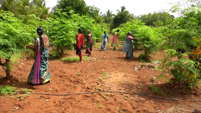 முருங்கை