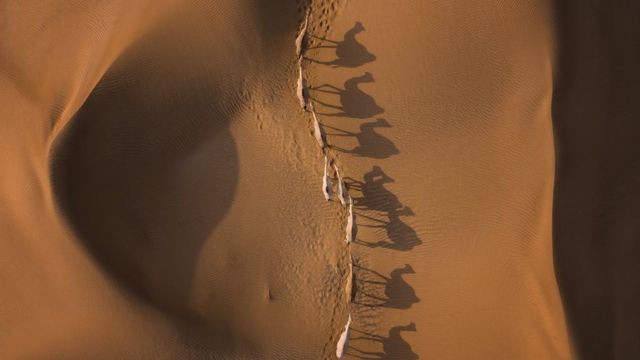 Fila de camellos en el desierto