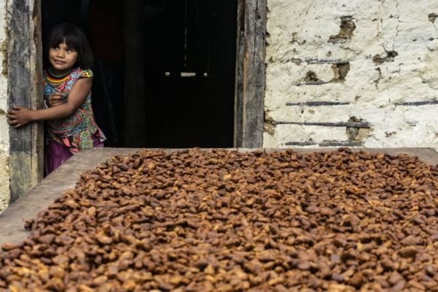 Menina ao lado de semenetes de cacau