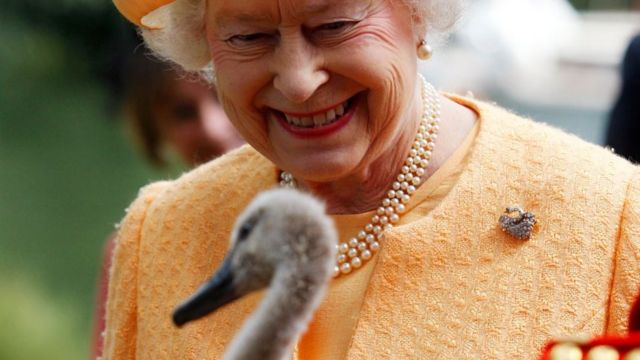 ملکه الیزابت در حال نظارت بر سرشماری بالا بردن قوها ( Swan Upping) در نزدیکی ویندزور در سال ۲۰۰۹، در تصویر او لبخند می‌زند و به یک بچه قو با پرهای کرکی نگاه می‌کند