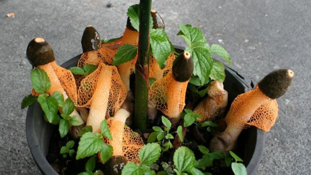 Fungo Phallus cinnabarina