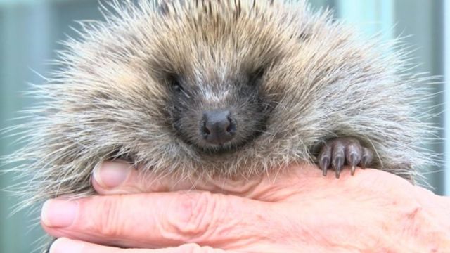 Freddie the hedgehog sits in the hands of Joan Lockley who rescued him
