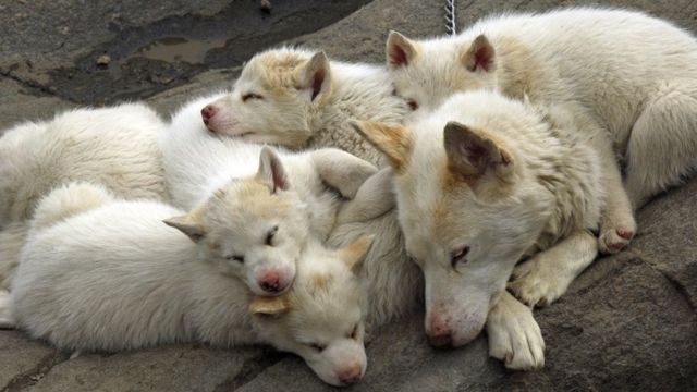 A dog with puppies