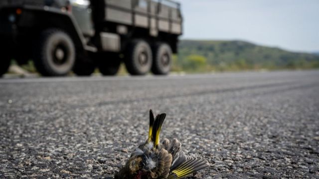 camion, oiseau de combat