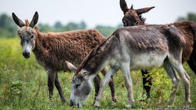 गधे का मांस