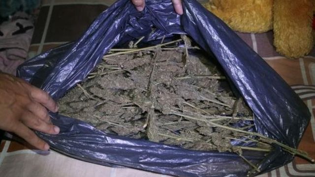 Marihuana incautada en Paraguay