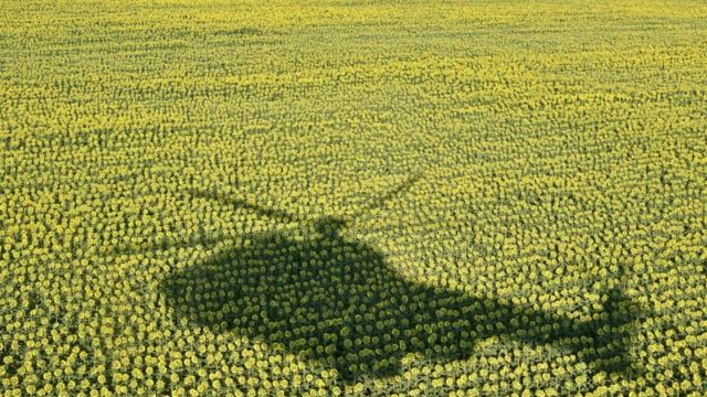 Helicopter shadow over sunflower harvest in Ukraine