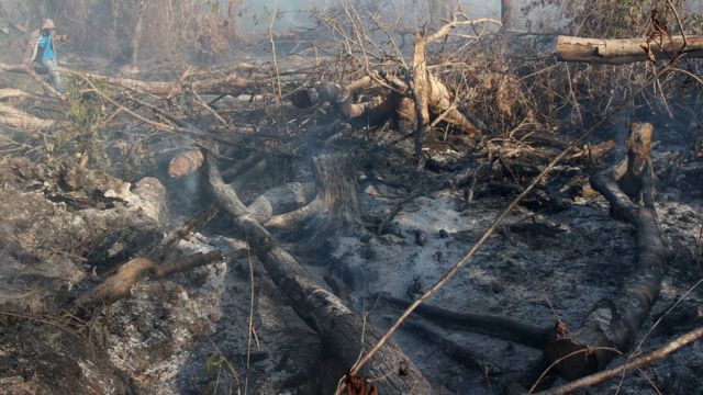 pembakaran hutan, pembersihan lahan