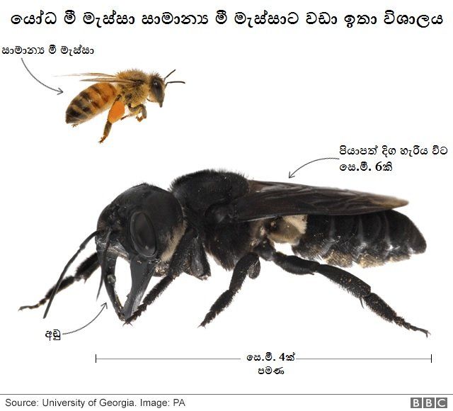BBC