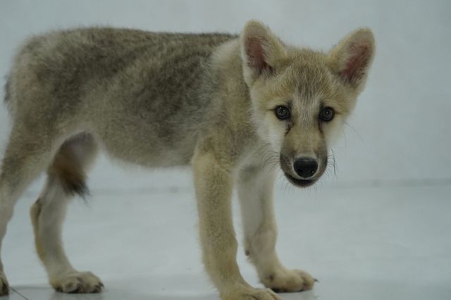 Maya, la primera especie hembra de lobo ártico clonado del mundo