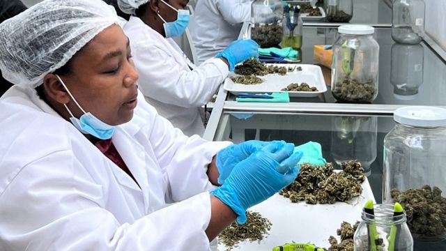 Sweetwater Aquaponics workers selecting marijuana flowers