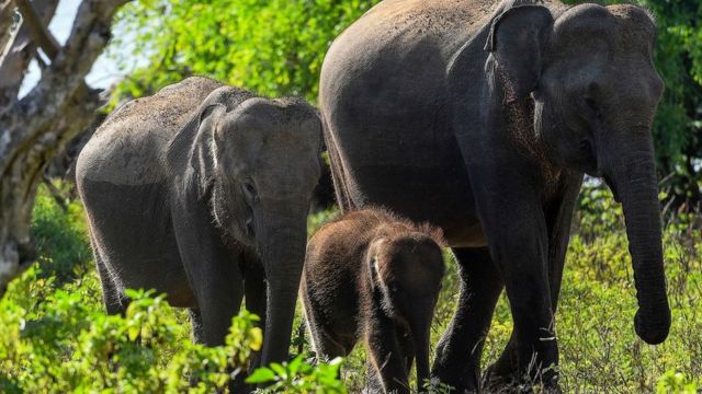 இலங்கை சுற்றுலா