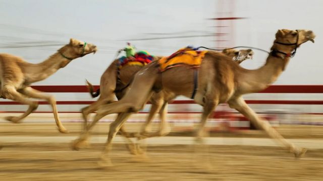 Les courses de chameaux sont un "sport patrimonial" très populaire aux Émirats arabes unis, le prix des chameaux les plus prisés pouvant atteindre 1,6 million de livres sterling.