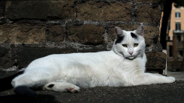 Perempuan Jepang tewas setelah tertular kutu dari kucing liar 