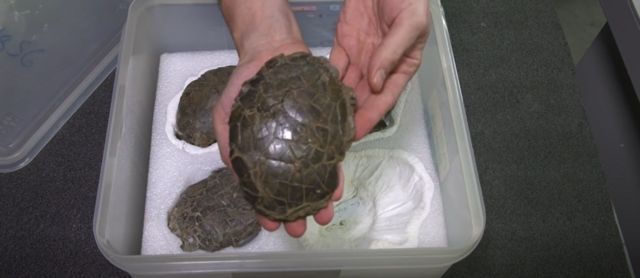 டைனோசரின் மூன்றாவது முட்டை கூடு