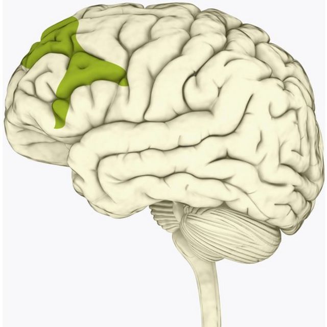 Corteza prefrontal del cerebro.