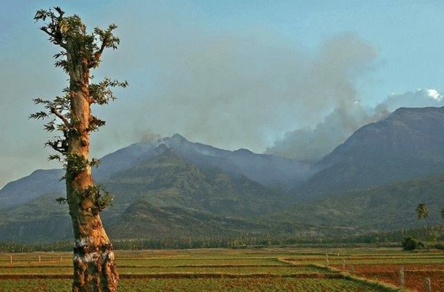 மாஞ்சோலை - குதிரைவெட்டி