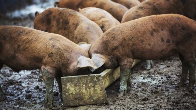 babi, ternak
