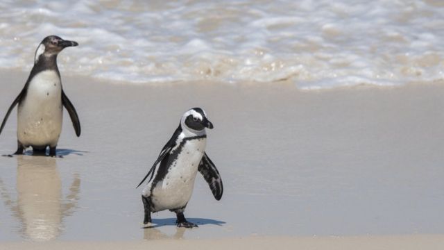 Pingüino