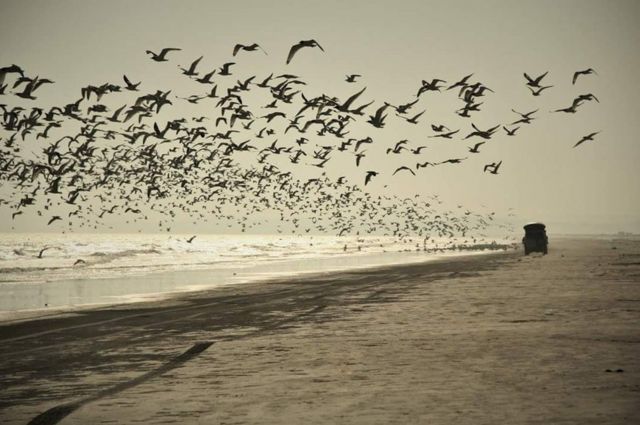 Aves vuelan sobre el mar mientras un Jeep avanza