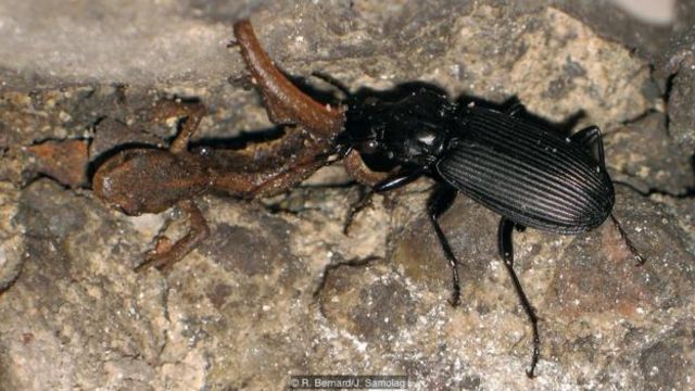 A beetle (Pterostichus niger) feeds on a hibernating newt (Credit: R. Bernard/J. Samolag)