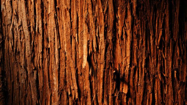 Textura de un tronco