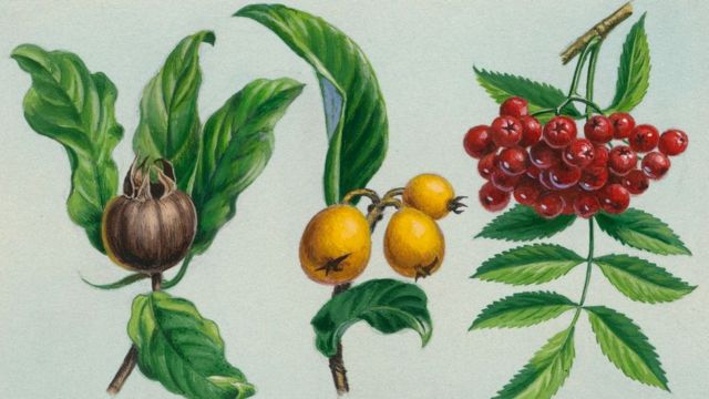 medlar, buah medlar, Eropa