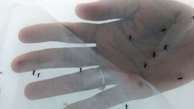 Mosquitos atraídos por el olor de una mano humana protegida por una malla.