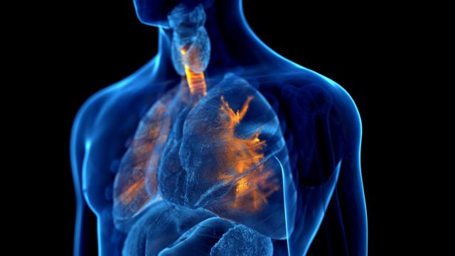 ilustração do aparelho respiratório