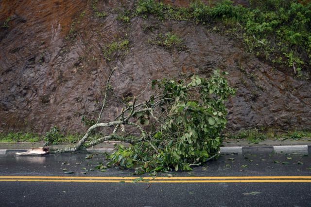 Árvore caída em rua após chuva