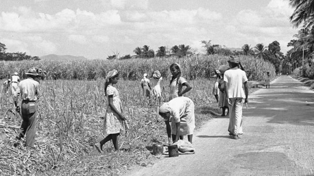 Indian workers in a sugarcane field