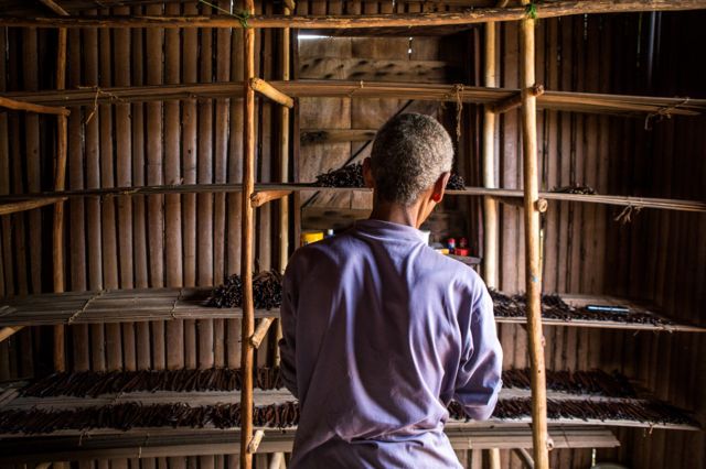 Imagem mostra homem de costas manuseando favas de baunilha dispostas em um armário de madeira, após o processo de secagem