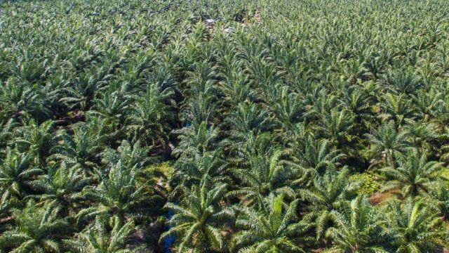Plantaciones de palma de aceite