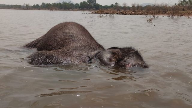 யானைகள் உயிரிழப்பு