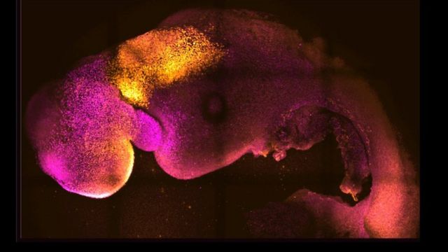 Les embryons naturels et synthétiques côte à côte montrent une formation cérébrale et cardiaque comparable.
