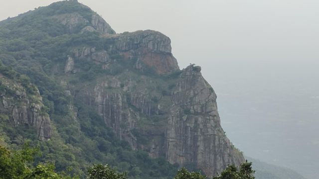 பாறை இடுக்கில் வளரும் ஒட்டு இனத்தைச் சேர்ந்த ஆட்டுக்கால் கிழங்கு