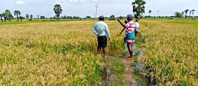 மழை நீரில் மூழ்கும் பயிர்களை காப்பது எப்படி?