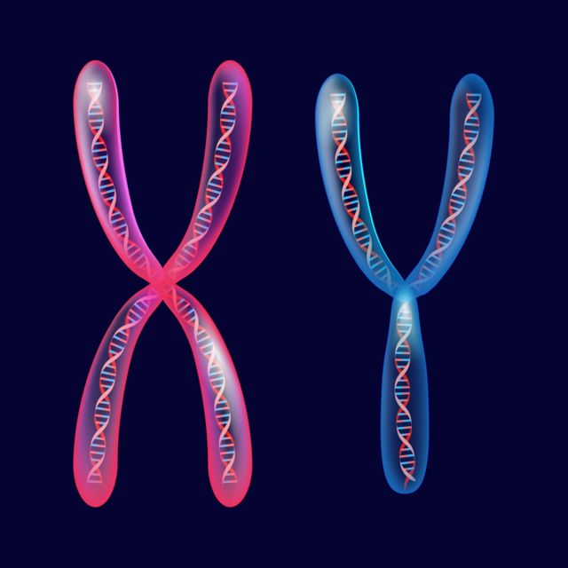 Ilustration des chromosomes XY